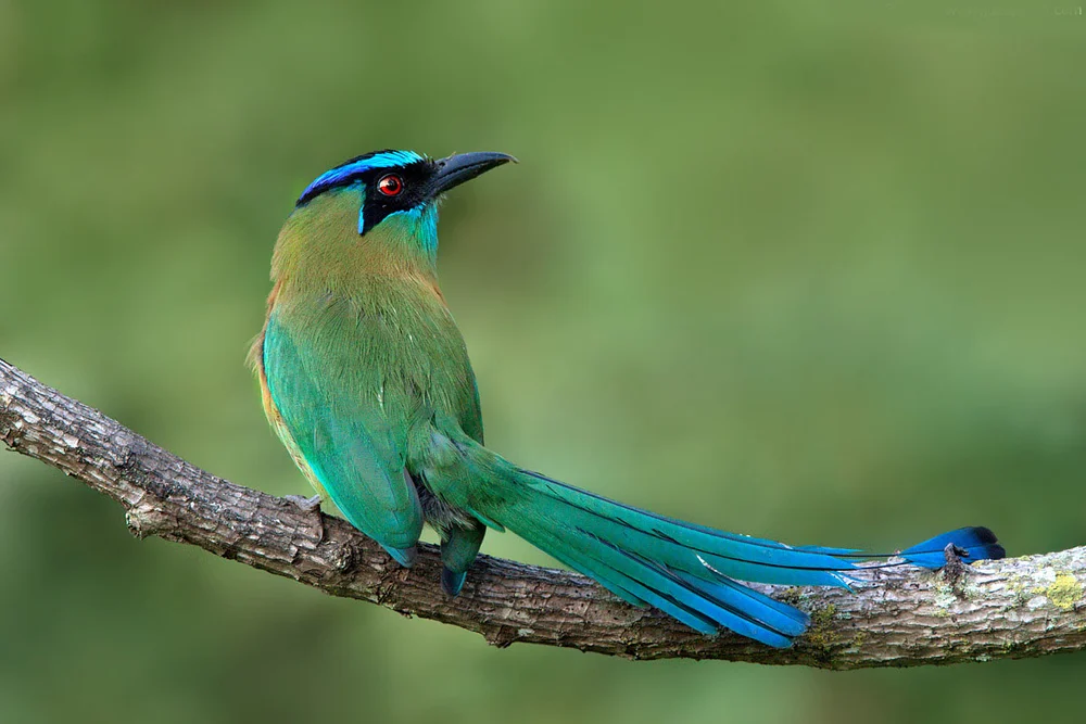 Aves que rodean Bosques del Samán